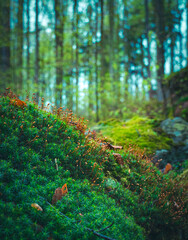 Moss in the forest