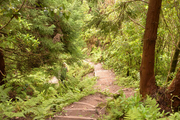 Fototapeta premium Relict forest of the Azores