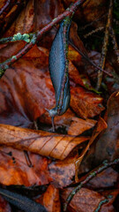 Slug in the forest