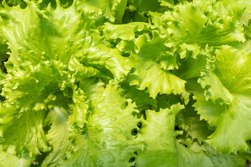 Fresh salad leaves, top view. Background from lettuce leaves plant for publication, design, poster, calendar, post, screensaver, wallpaper, postcard, banner, cover, website. High quality photo