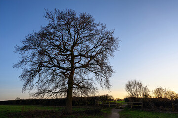Silhouette of a tree with bare branches against a blue sky just before sunset. English countryside near West Wickham, Kent UK.