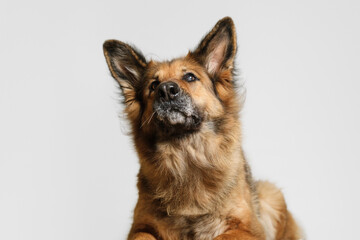 German shepherd dog on a gray background. Dog catches the piece of dry food falling from above.