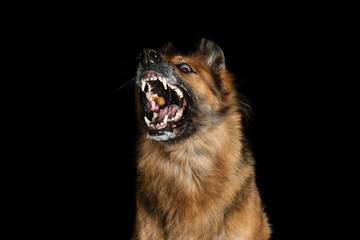 German shepherd with open mouth on a black background. The dog catches dry food, barks and splashes saliva.