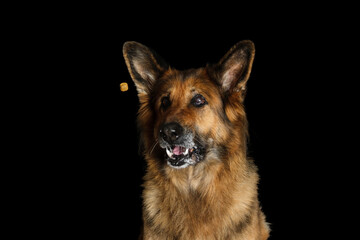 German shepherd with open mouth on a black background. The dog catches dry food.