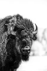 Tuinposter American Buffalo black and white © Chad