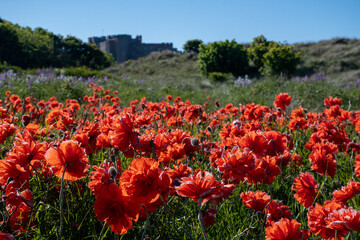 Fototapeta premium Focus on red poppies on the beach, against an out of focus Bamburgh Castle in Northumberland, UK
