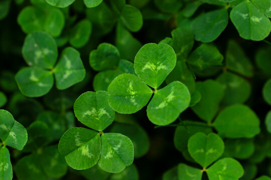 View from above of clovers growing naturally in the nature.