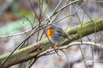 robin on a branch