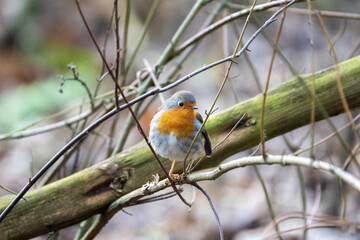 robin on a branch