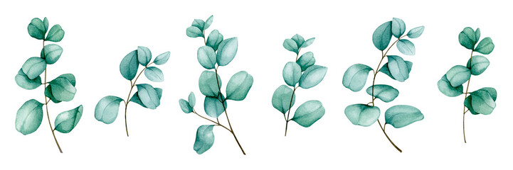 Eucalyptus branches. Set of watercolor elements. Collection of botanical illustrations for the design of invitations, cards, congratulations, logos, labels, stationery. Wedding, birthday design.