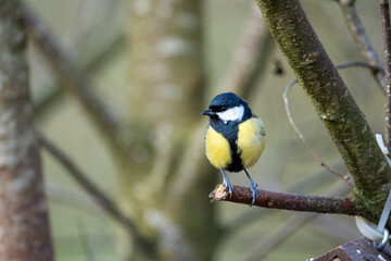 a black-tit bird on a branch in winter
