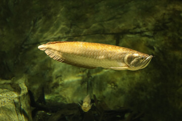 platinum silver arowana (osteoglossum bicirrhosum) most expensive fish in the world. fish in the...