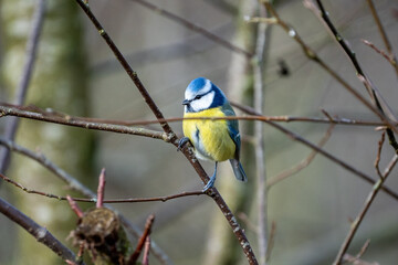 a blue-tit bird on a branch in winter