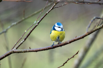 a blue-tit bird on a branch in winter