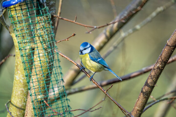 a blue-tit bird on a branch in winter near a feeder