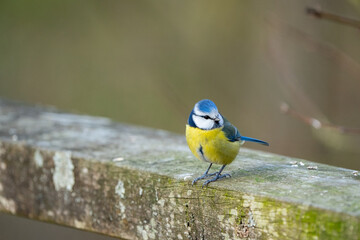 a blue-tit bird on a bench in wood in winter