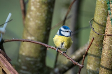 a blue-tit bird on a branch in winter