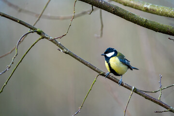 a black-tit bird on a branch in winter