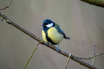 a black-tit bird on a branch in winter