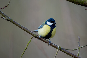 a black-tit bird on a branch in winter