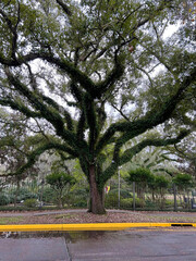 Scene of a Live Oak, Quercus virginiana, by a roadside