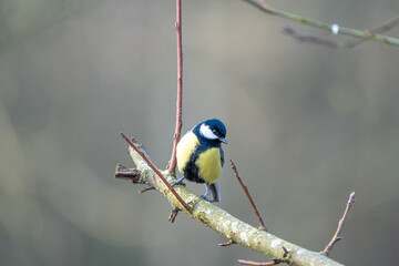 a black-tit bird on a branch in winter