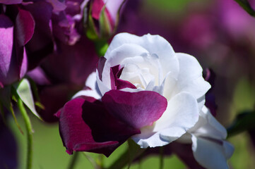 Fototapeta na wymiar a two colored rose flower background
