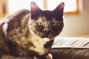 Portrait of a domestic Turtle cat sitting on a couch in home interior. A pet is looking at a camera. Tricolor dark brown and black feline with green eyes and serious muzzle indoors. One lovely kitty.