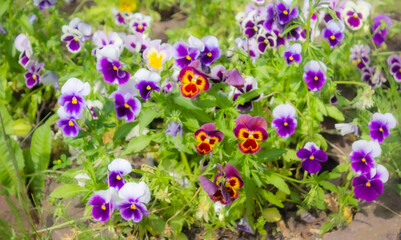 Close-up of a colorful pansy flower out of focus. This image was blurry or out of focus.