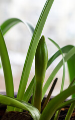 Obraz premium Flower bulbs and Amaryllis flower or Hippeastrums flower before flowering