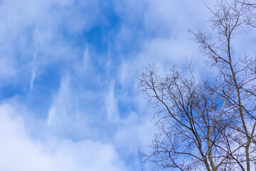 Dry branches of a tree against the blue sky. Branches without leaves