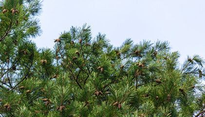 Green spruce, fir with cones and needles against the blue sky. Evergreen coniferous Christmas tree.