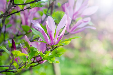 Branch of blooming beautiful magnolia in the garden. Pink flower petals and green leaves. Floral spring botanical background with flowering plants.