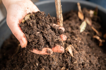 Close-up woman holding plant soil in her hand, view from high angle, soil from a pot on the balcony - obrazy, fototapety, plakaty
