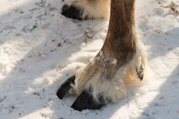 Close up of foot and hoof of reindeer