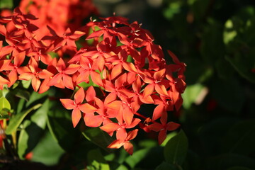 Red flowering Ixora coccinea in Cuba, Caribbean