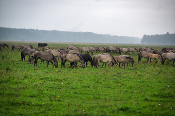 Obraz premium A group of endangered wild mustangs and cows graze on a vast meadow, surrounded by idyllic countryside. The majestic animals are enjoy the peaceful serenity of their natural habitat