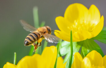 Biene im Anflug auf eine Blüte