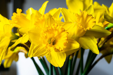 Fototapeta premium Detailed image of bright yellow colored daffodils or Narcissus