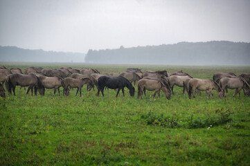 A group of endangered wild mustangs and cows graze on a vast meadow, surrounded by idyllic...