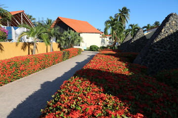 Red flowering Ixora coccinea left and right at a path in Cuba, Caribbean