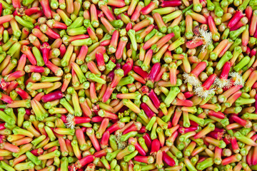 Clove tree with blooming  flowers and fresh green and red raw sticks growing in Bali mountains. Tropical plants, natural food spices, producing aromatic ingredients and oil in Indonesian plantations.