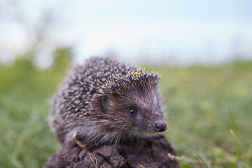 Young beautiful hedgehog in natural habitat outdoors in the nature.
