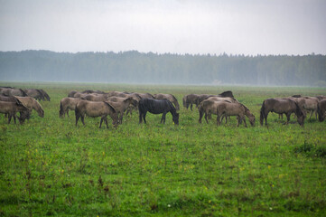 A group of endangered wild mustangs and cows graze on a vast meadow, surrounded by idyllic...