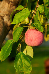 ripe red apple on the branch of an apple tree in the garden is ready for harvest.