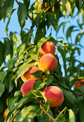 Sweet peach fruits