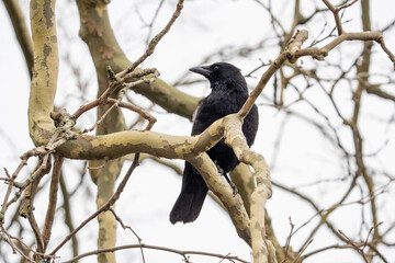 blackbird on a branch