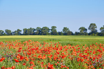 Obraz premium wild red poppy flowers. large poppy field