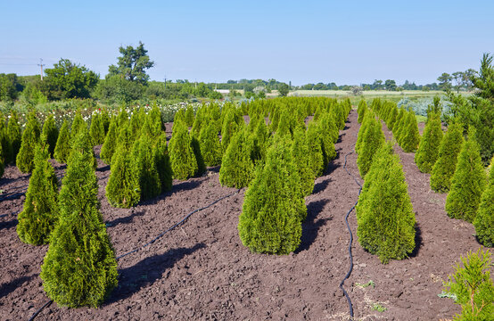 Thuja occidentalis in garden center.