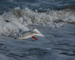 Mewa lot,ptak,fale,lot ptaka